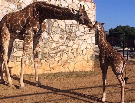 Natural bridge wildlife - In summary, other than location, I found Fossil Rim to be better in every way than Natural Bridge Wildlife Ranch. Date of experience: March 2015. Ask pvtmulholland about Natural Bridge Wildlife Ranch. 3 Thank pvtmulholland . This review is the subjective opinion of a Tripadvisor member and not of Tripadvisor LLC. Tripadvisor performs …